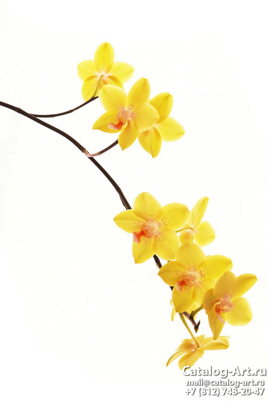 Натяжные потолки с фотопечатью - Желтые и бежевые орхидеи 4